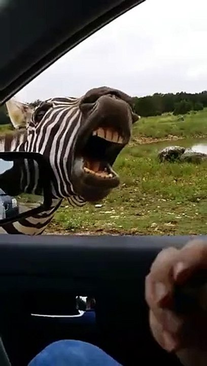 You must be laugh