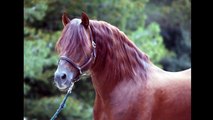*AT STUD* GARBOSO LXXXVII - P.R.E. Revised Imported from Spain Chestnut Andalusian Stallion