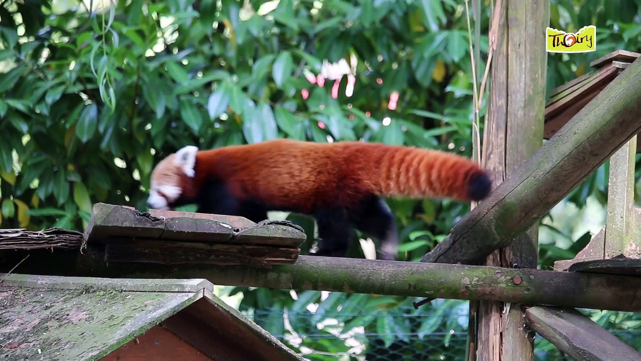 Le panda roux, un gros dormeur et fin gourmet !