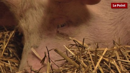 Élevage porcin : "Si ça continue comme ça, je préfère arrêter"