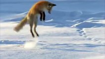 Fox Dives Headfirst Into Snow