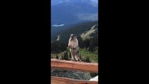 Funny Marmot screams like a baby girl in Canada