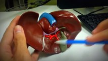 Anatomy of the Abdominal Organs