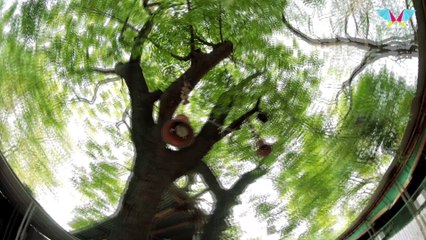 Why Humans have all the fun?