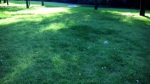 【ハリネズミ★まるたろう】公園で遊ぶ Hedgehog is playing in the park.