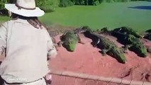 Hungry crocodile tears off fellow croc's leg and devours it