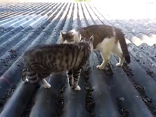 Bagarre de chat !!!