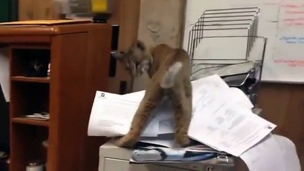 Bobcat Gets Into Office And Destroys Filing System