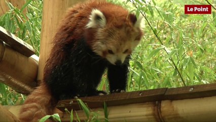 Jardin des Plantes : la star c'est le panda roux ! - Vidéo Dailymotion