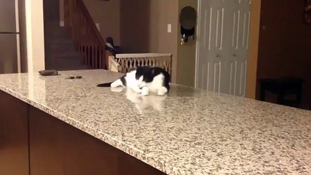 Cat crip walks as seen on AFV!!
