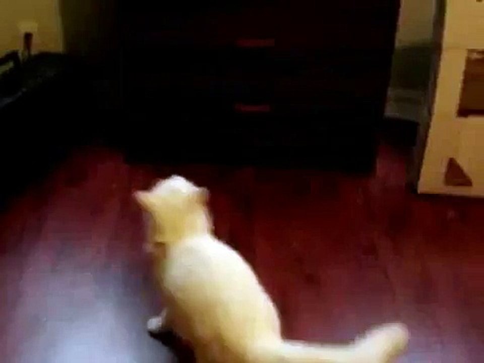 Cat fails