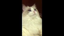 Cat Gets its Teeth Brushed