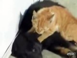 Cat Gives Dog A Massage