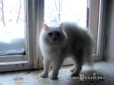 Cat s reaction to other cat Реакция на незнакомого кота