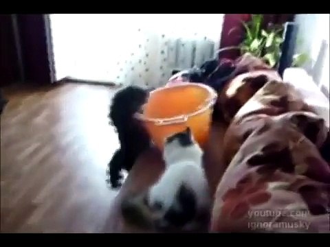 Cat Special Forces Кошачий Спецназ