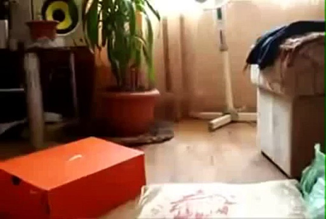Cat walking on two legs 2