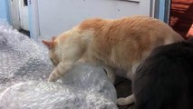 Cats VS Bubble Wrap Furball Fables