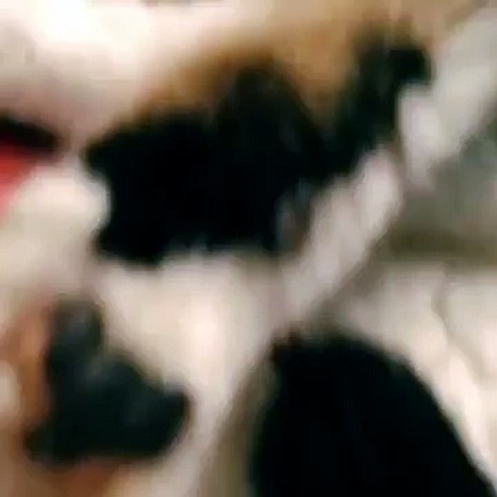 Don t wake the cat