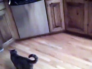 How to keep cats off the counter