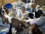 Bassethound cuccioli di 40 giorni