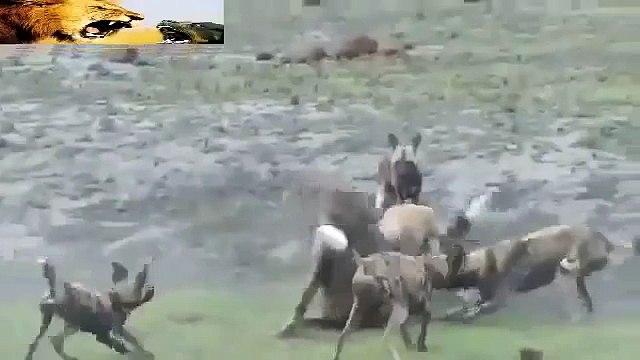 Botswana Perros Salvajes Atacan a Hiena Decenas De Perros Atacan Hiena - Animales Documental