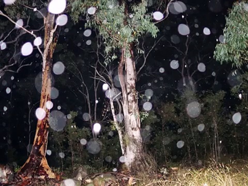 Orbs Pictures 10