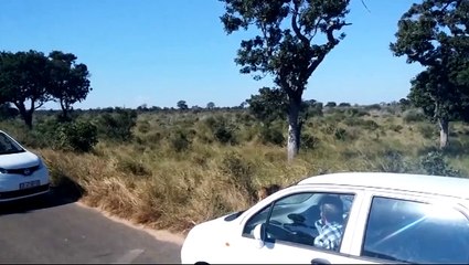Leopard drags dead impala past motorists