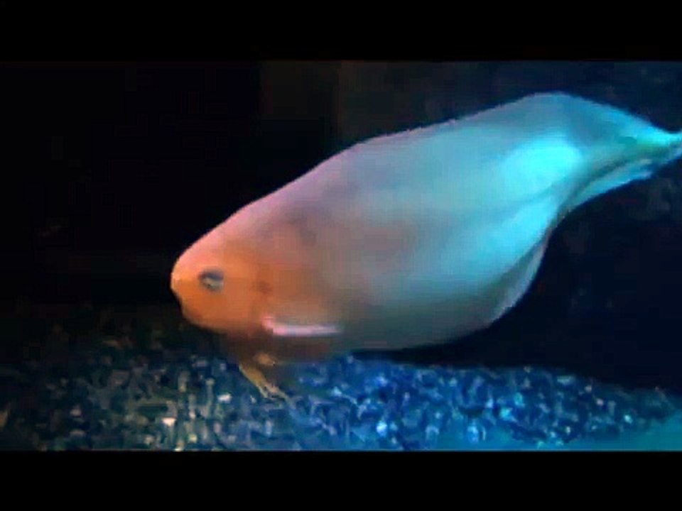 ゆ～らゆら、サケビクニン（沼津港深海水族館）