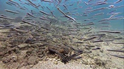 Dünyanın En İlginç Balıkları - Mahkum Balıkları