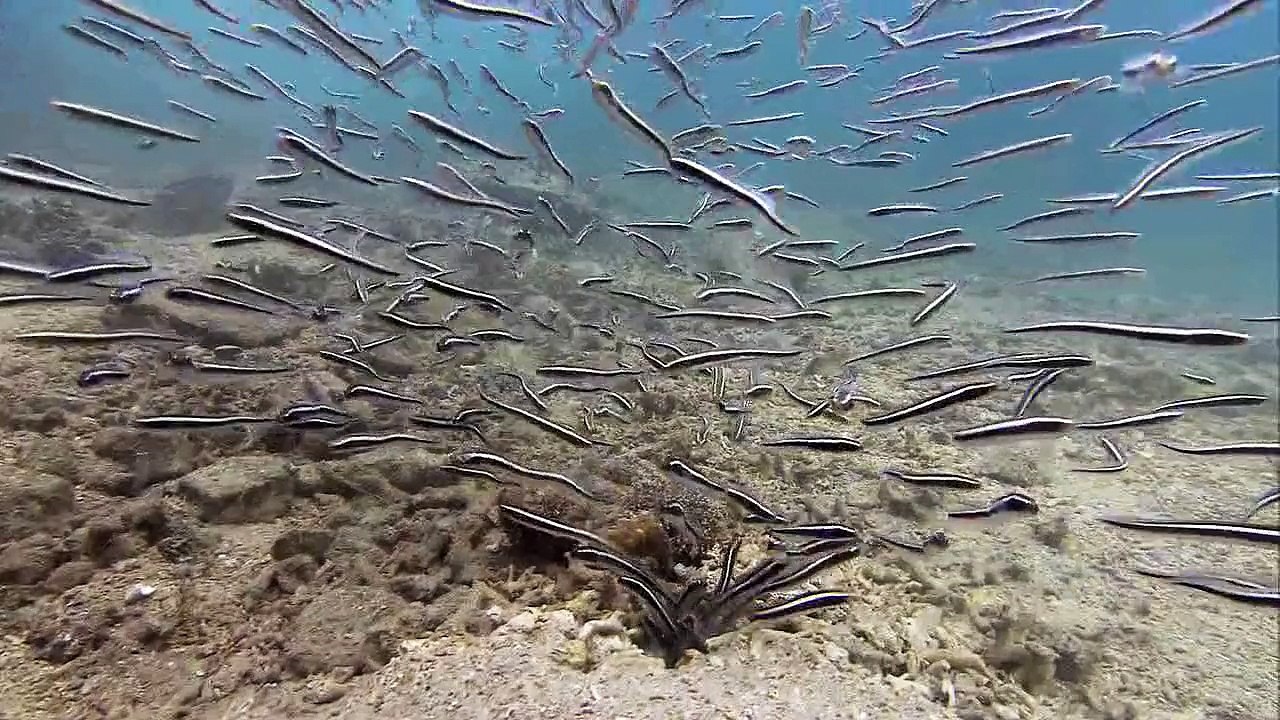 Dünyanın En İlginç Balıkları - Mahkum Balıkları
