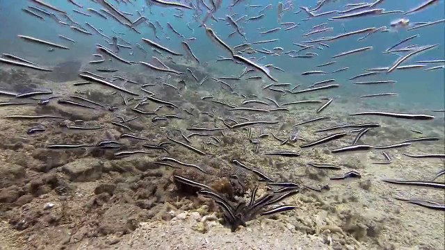 Dünyanın En İlginç Balıkları - Mahkum Balıkları