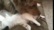 Dog cleans cats ears