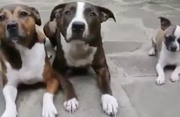 Fail : deux gros chiens ridiculisés par un minus... LOL