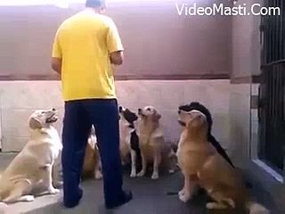Amazing Dog Discipline - Never Seen Before