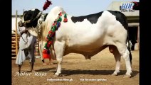 Eid Qurbani Bull 10,00000 Rs heavey Cattle , 2015