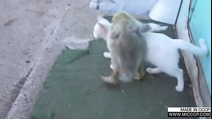 fight of duck n cat