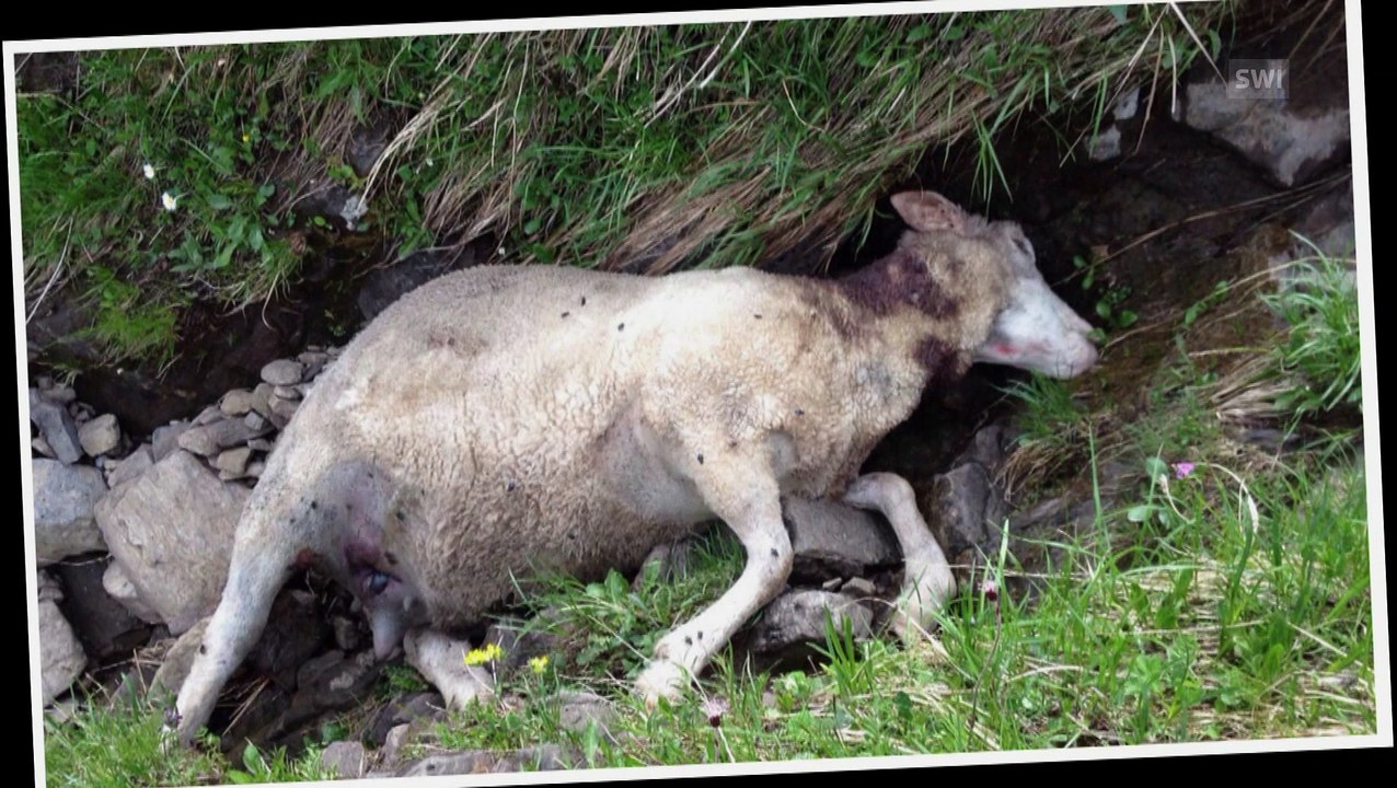 Blood on the meadow: wolf sightings