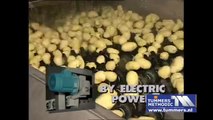 Tummers Potato Grader Sorter Aardappel sorteerder sorteermachine