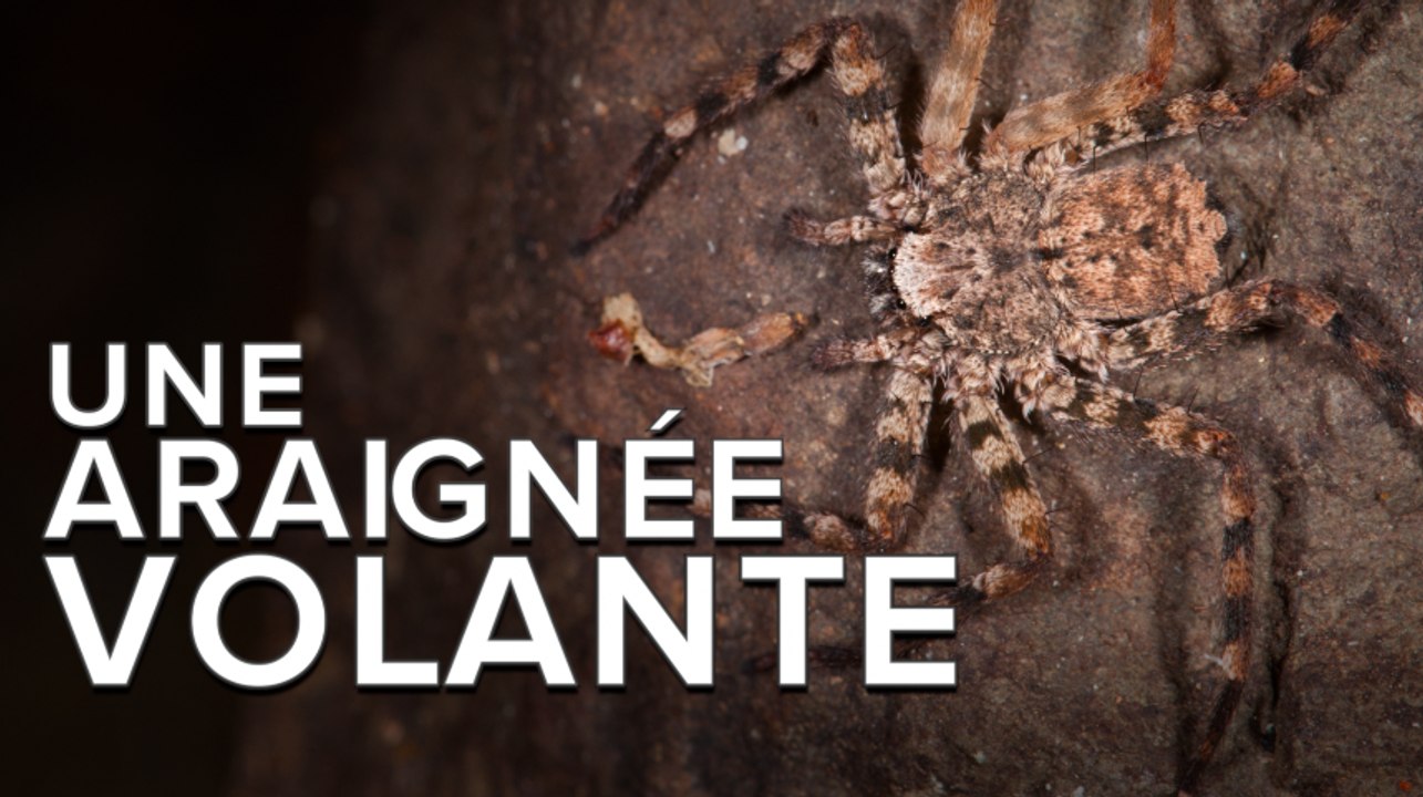Des araignées qui planent d’arbres en arbres