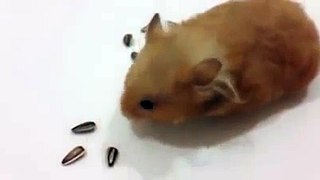 Mouse Art Funny Video