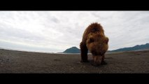 Un ours gifle une GoPro