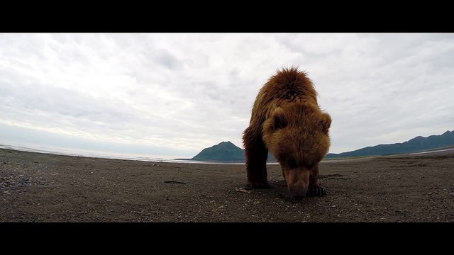 Un ours gifle une GoPro