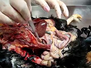 VET - Anatomia Aves