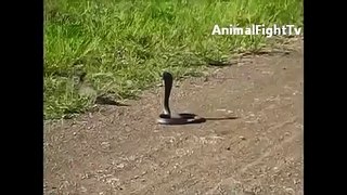 Mongoose vs Cobra   NEW Animal Fight TV