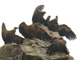 Griffon vultures