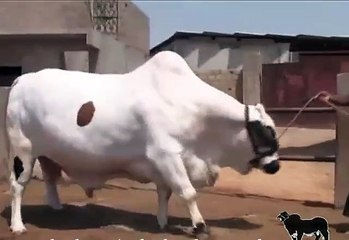 Eid Qurbani ,5,00000 Rs PAKISTAN WHITE Beauty , 2015