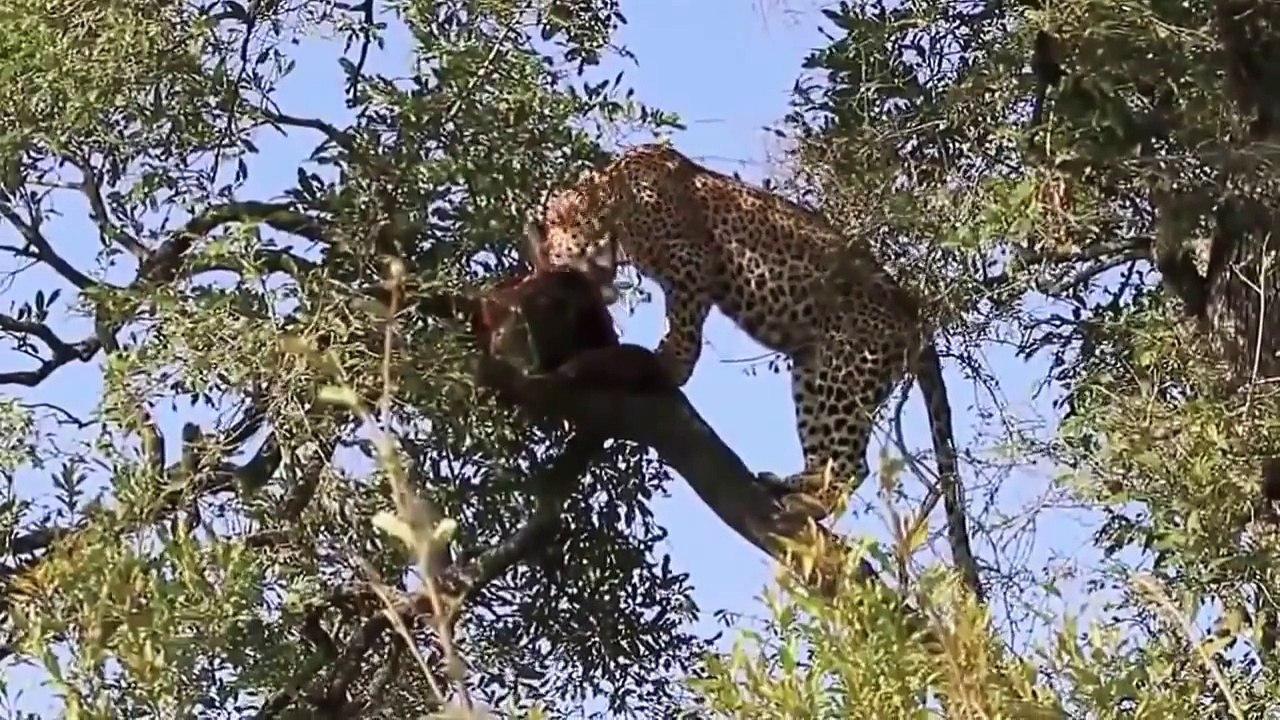 Leopard vs Wild Boar Compilation   Wild Animal Fights 2015  HD