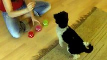 Hunde Gedächtnis- Intelligenzspiel