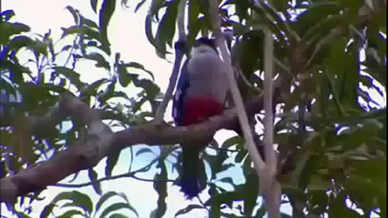 Animal Planet Channel 2015 | Wild Life Documentary | Wildlife Documentary National Geograp