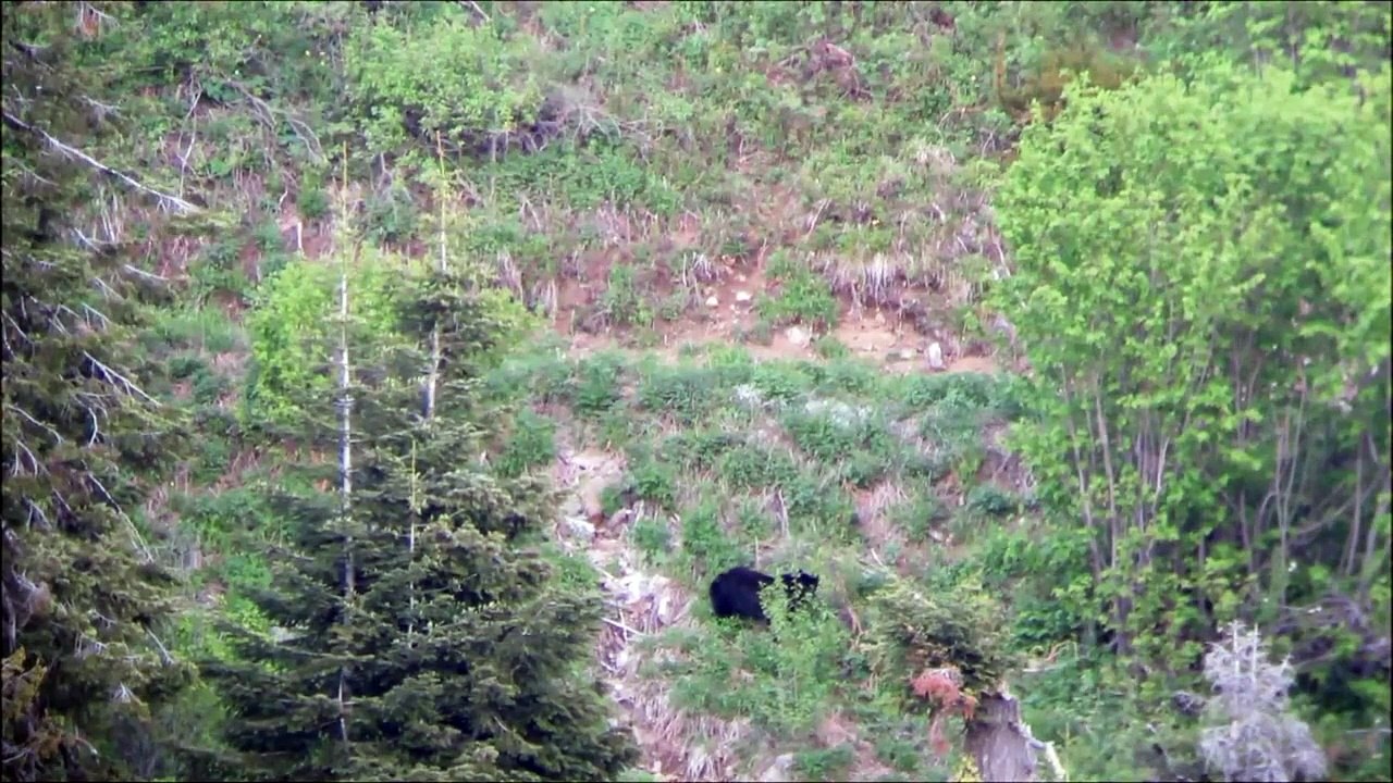 Shooting an Idaho Black Bear from 665 Yards (720p)